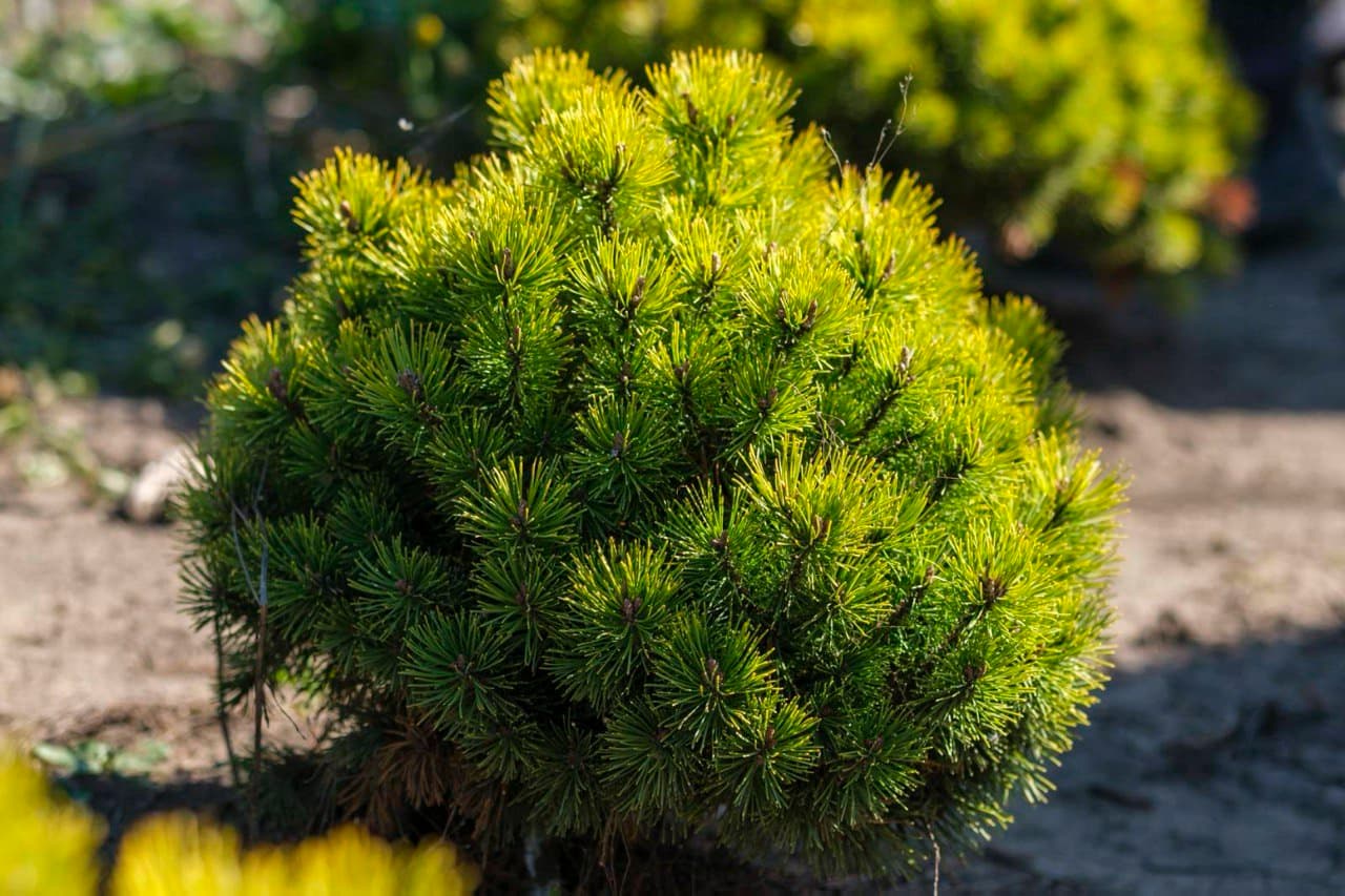Pinus Wintergold