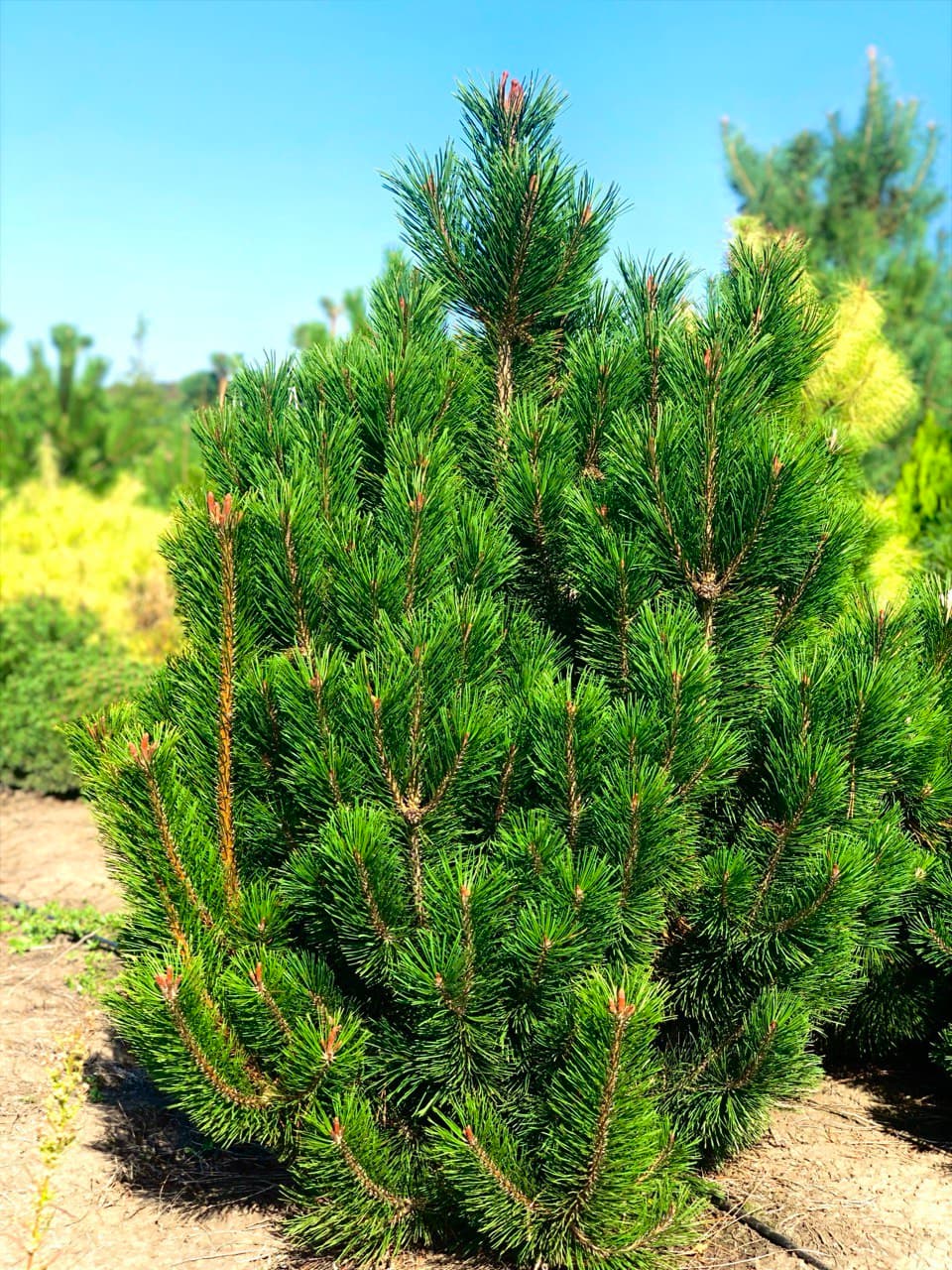 Pinus  ‘Green Column’