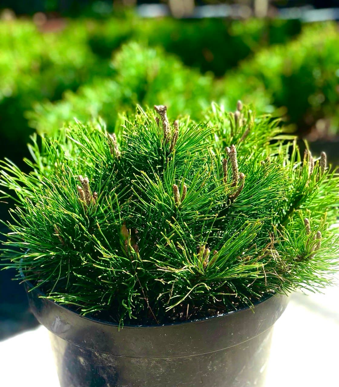 Pinus mugo