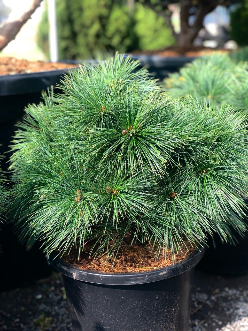 Pinus ‘Bergman’s Mini’