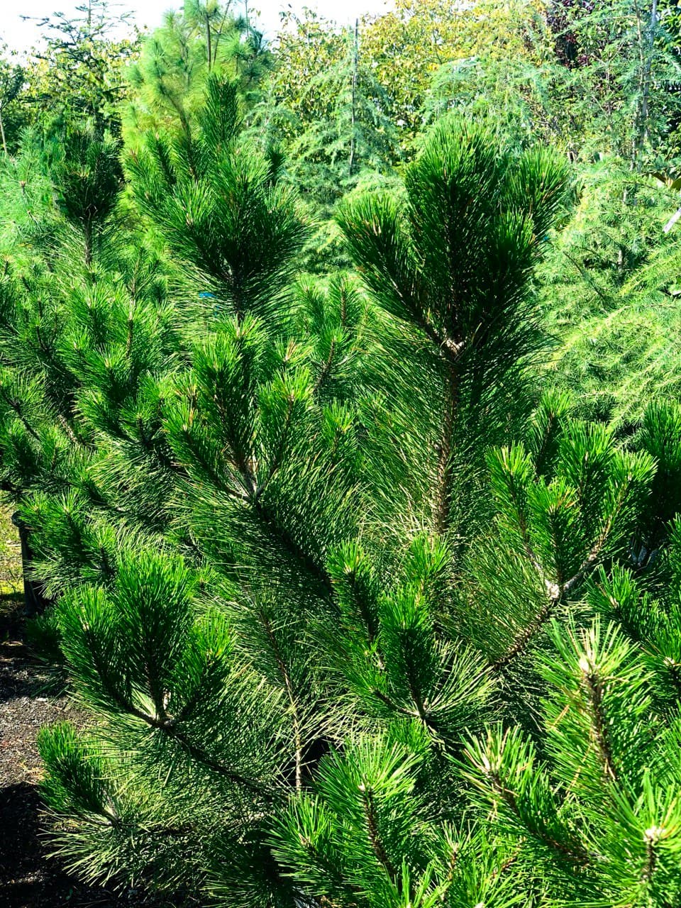 Pinus nigra