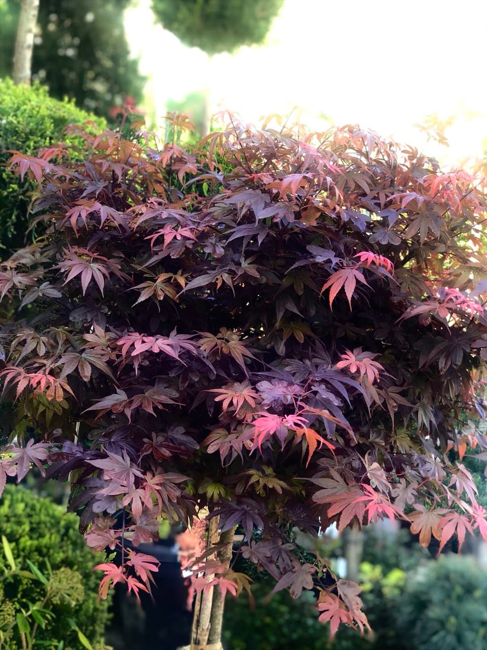 Acer  ‘Skeeter’s Broom’