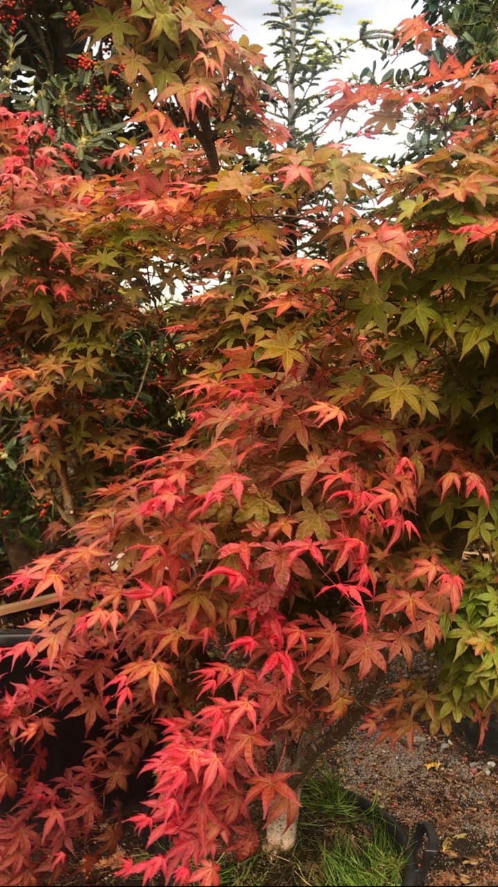 Acer ‘Deshojo’