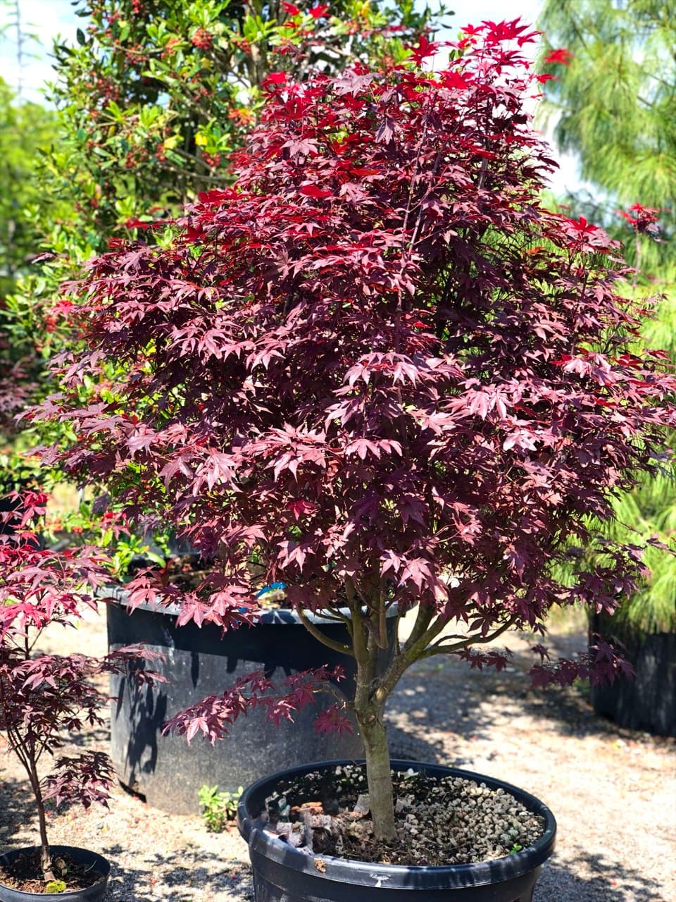 Acer ‘Fire Glow’