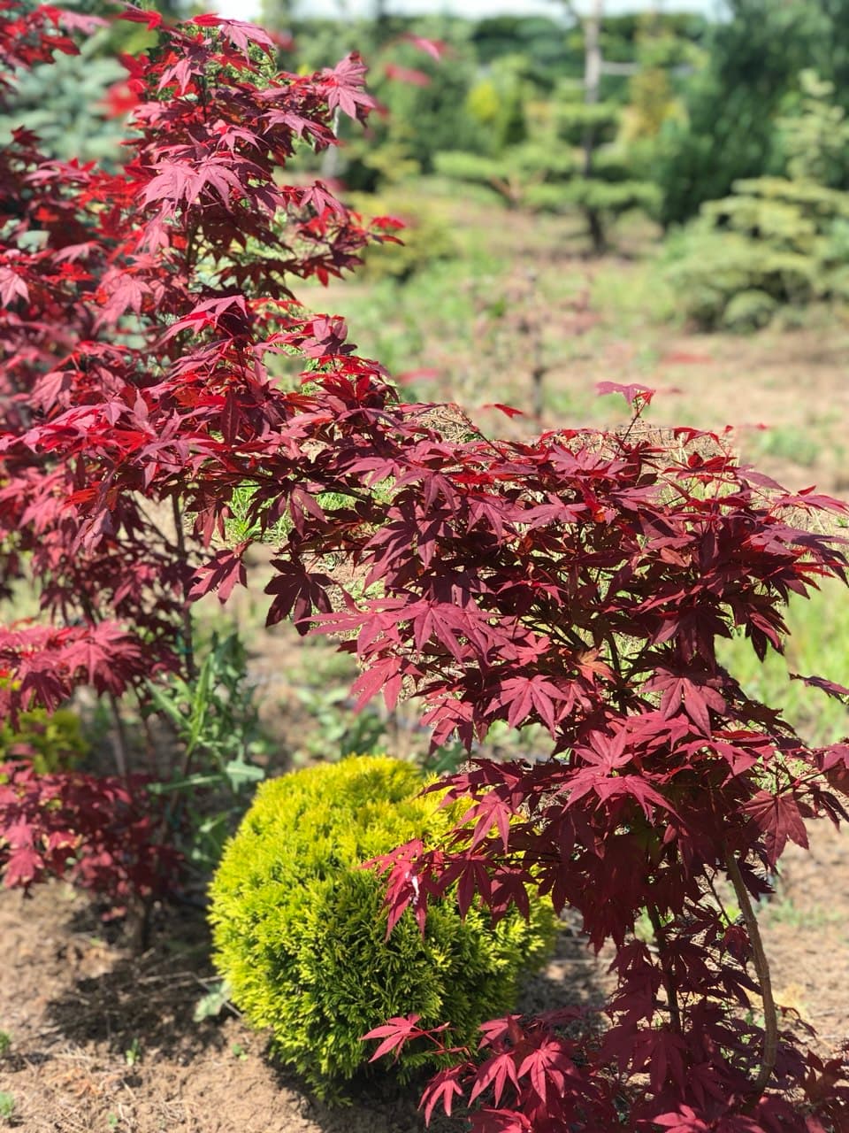 Acer  ‘Bloodgood’