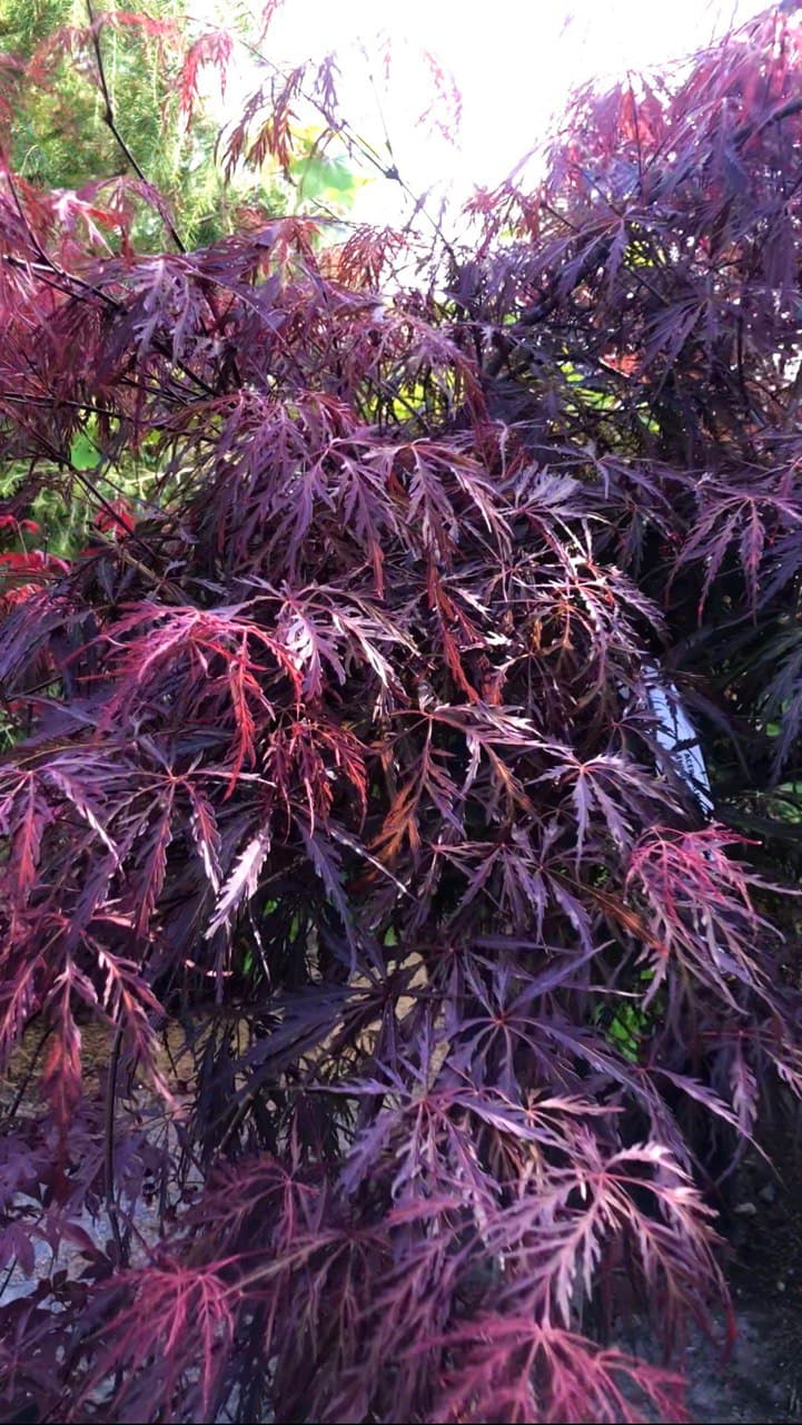 Acer  ‘Inaba shidare’
