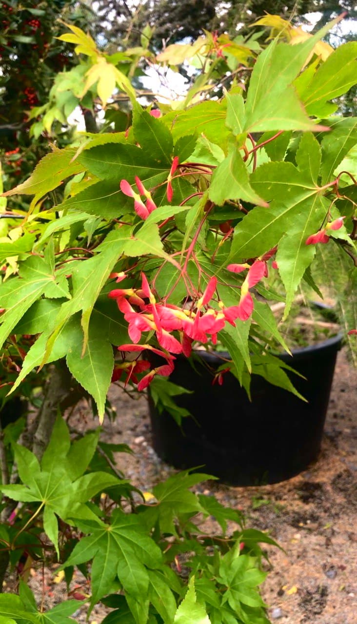 Acer  ‘Osakazuki’