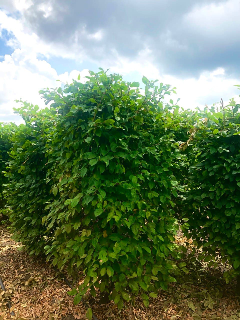 Carpinus betulus bloc
