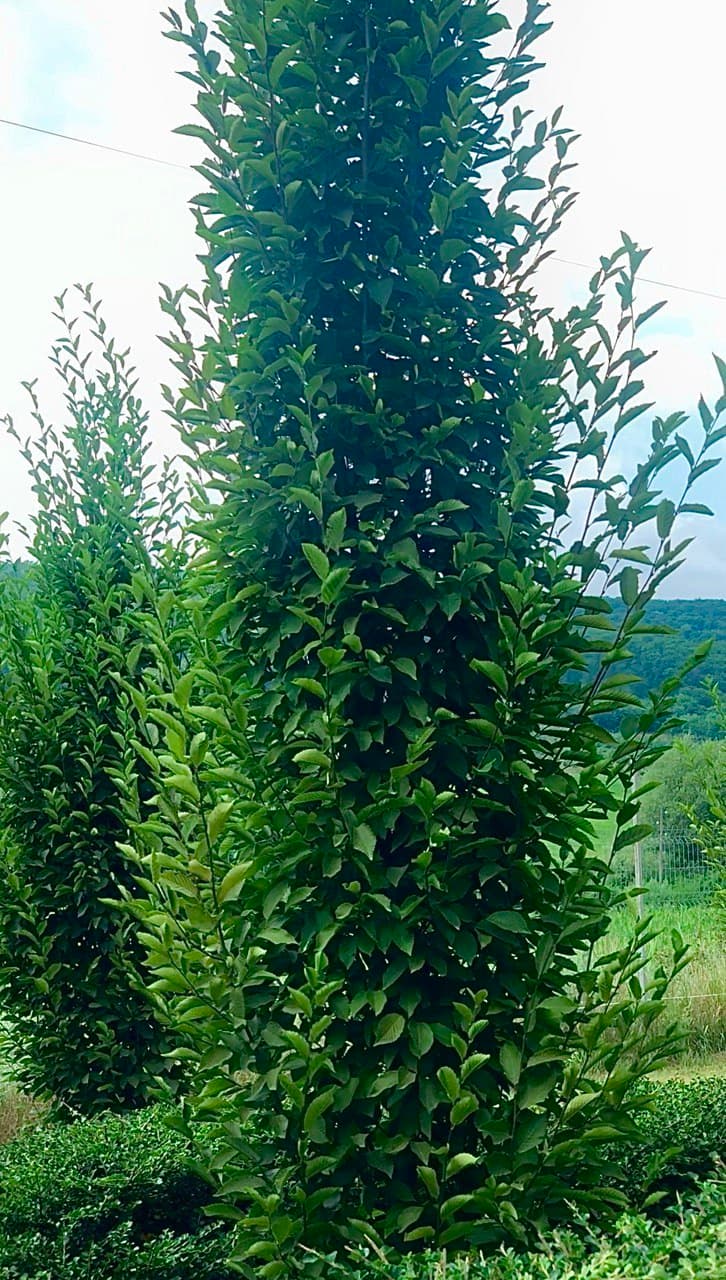 Carpinus  ‘Fastigiata’