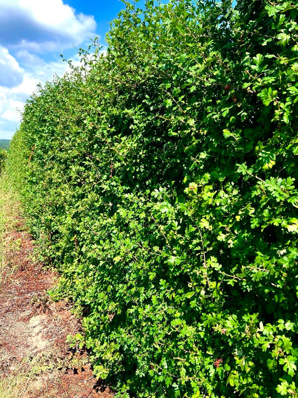 Crataegus laevigata – format bloc (gard viu / ecran vegetal)