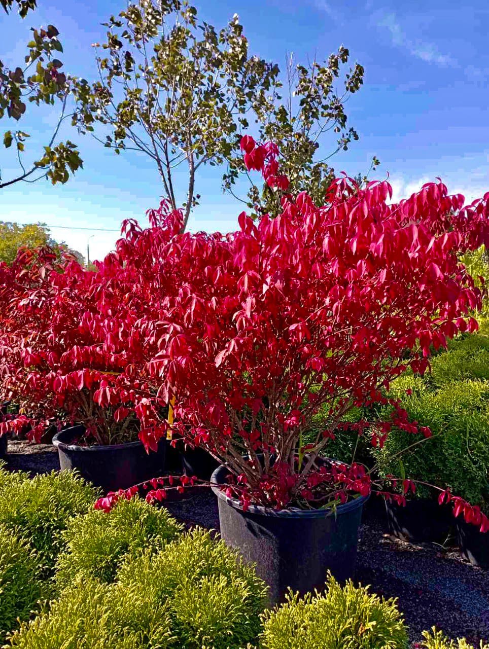Euonymus alatus