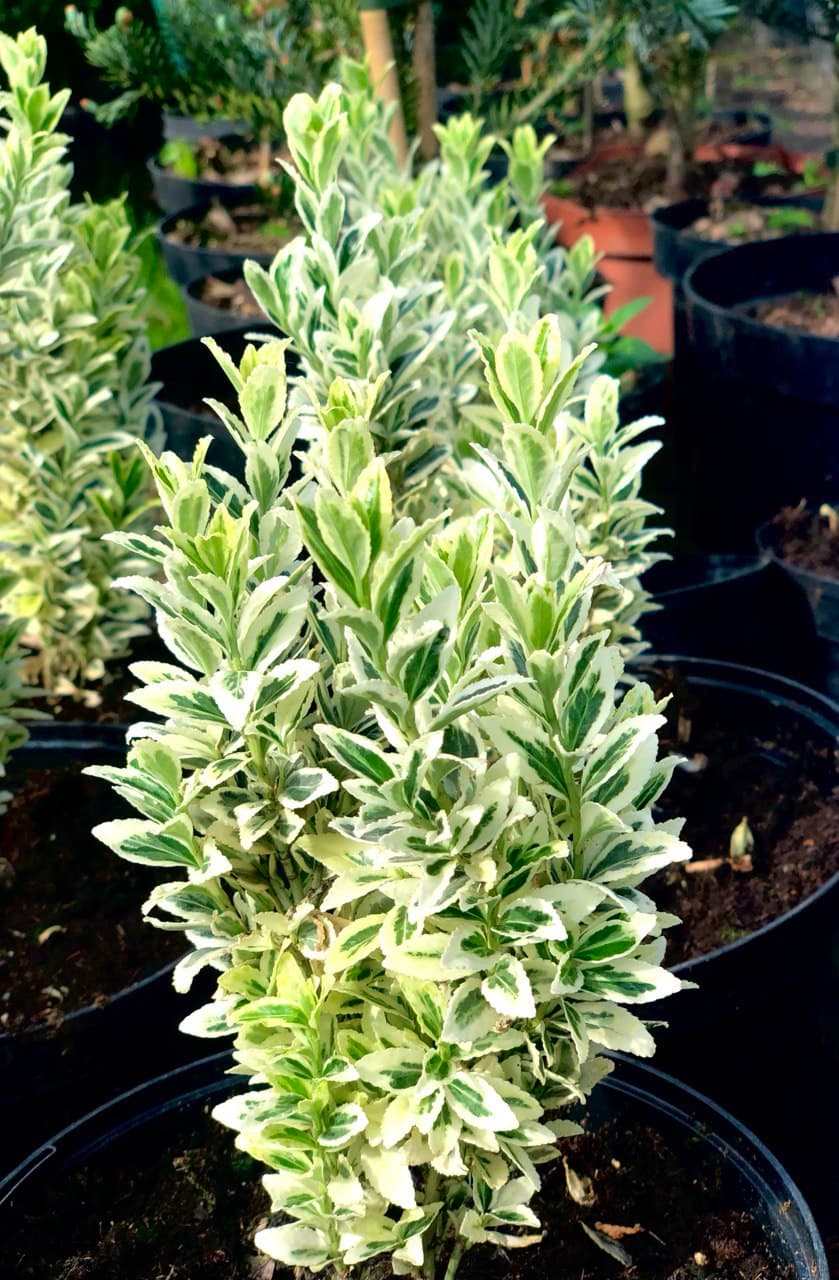 Euonymus jap. ‘White Spire’