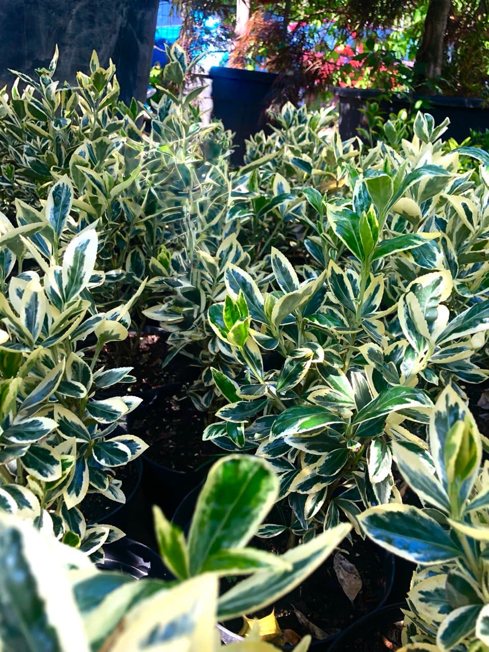 Euonymus jap. ‘Bravo’