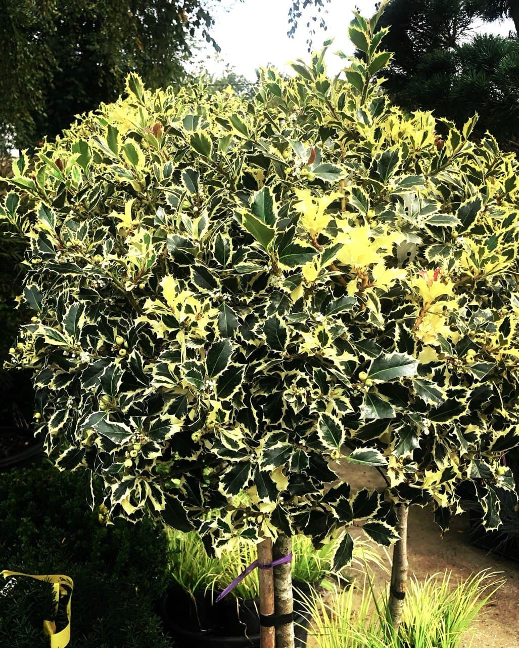 Ilex Argenteomarginata PA