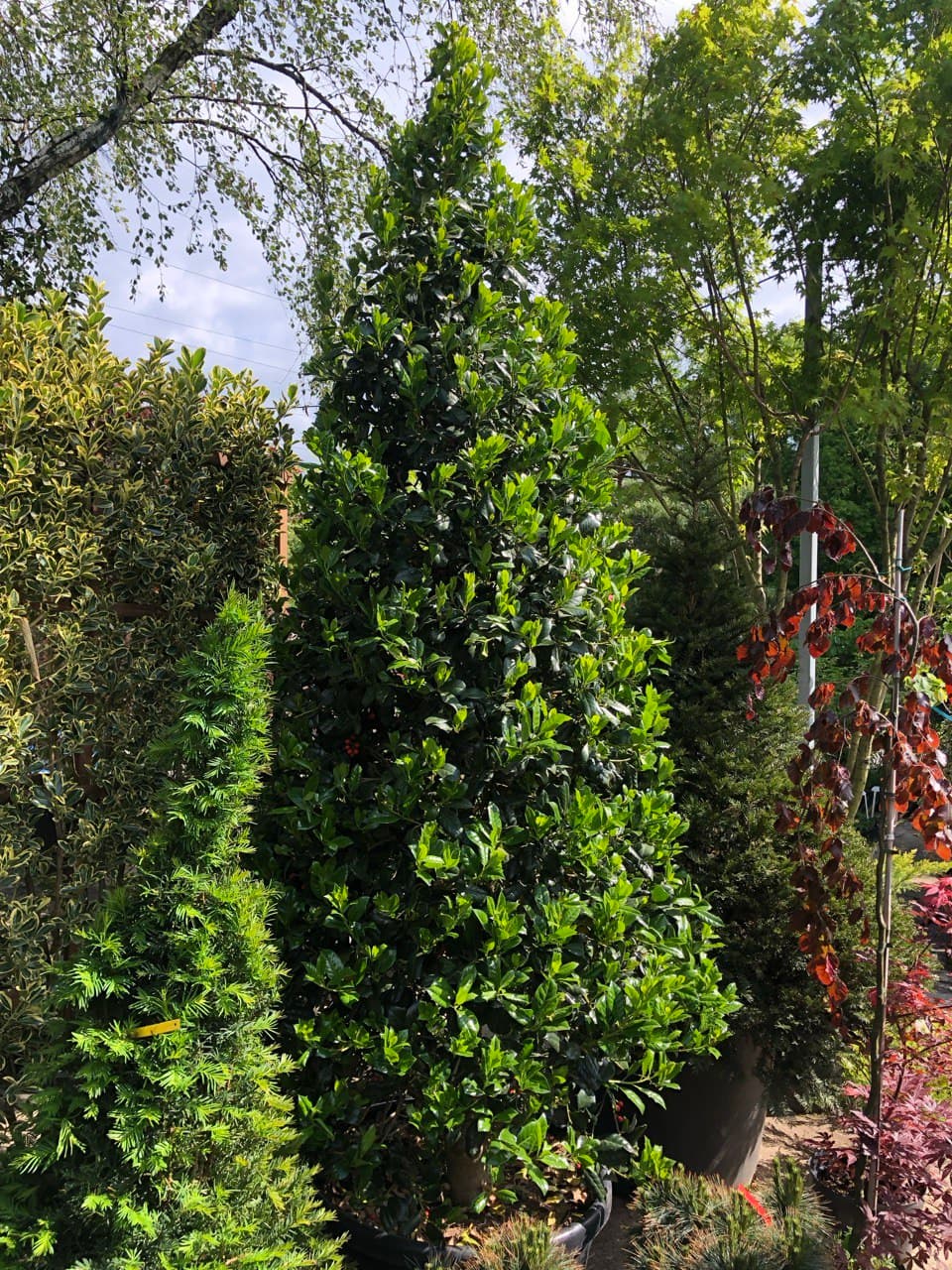 Ilex ‘Nellie R. Stevens’ – formă conică