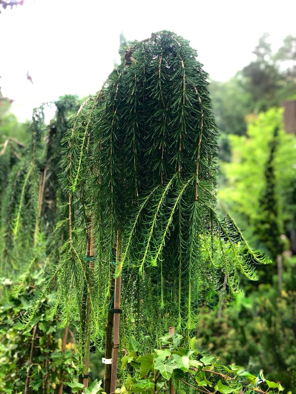 Larix pendula