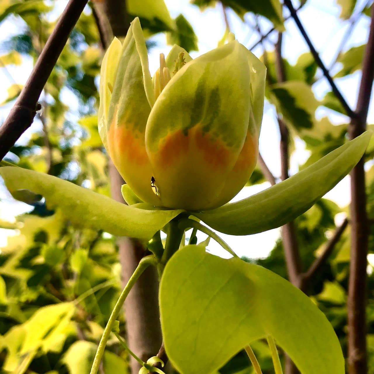 Liriodendron tulipifera