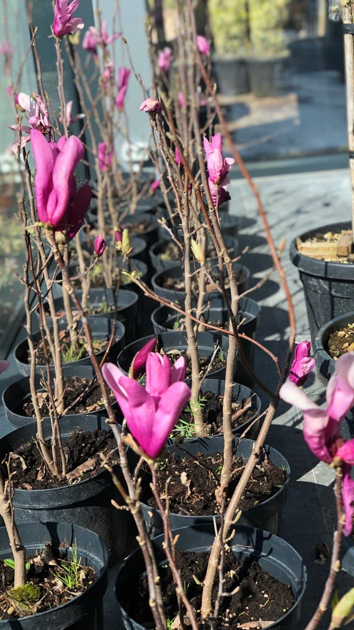 Magnolia ‘Susan’
