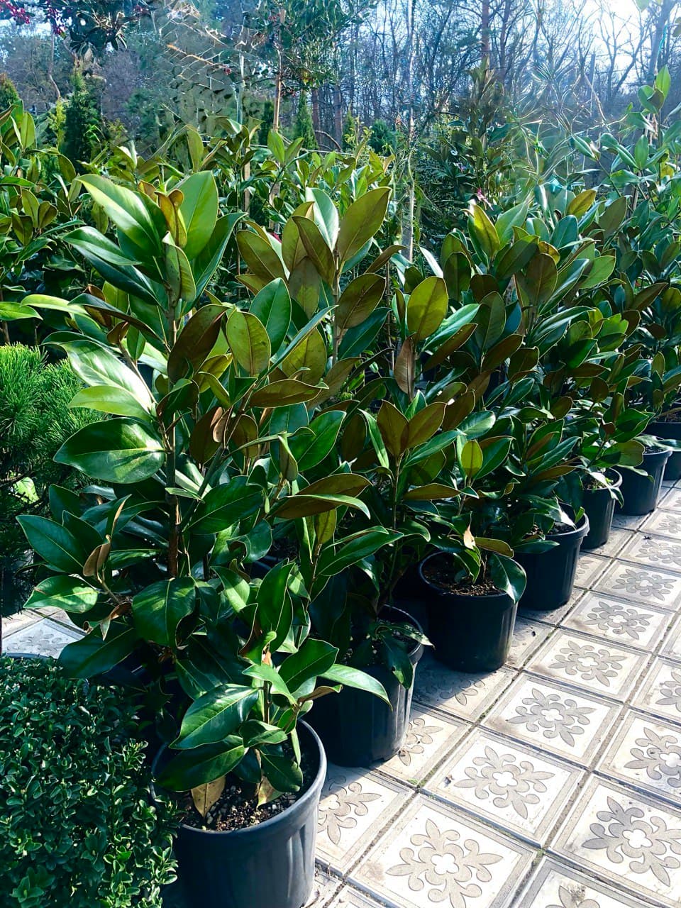 Magnolia grandiflora