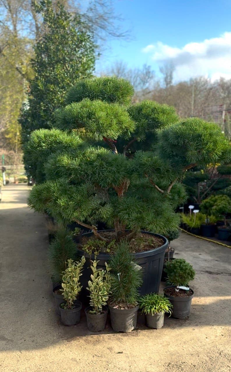 Bonsai Pinus