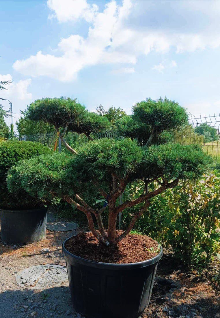 Pinus Bonsai