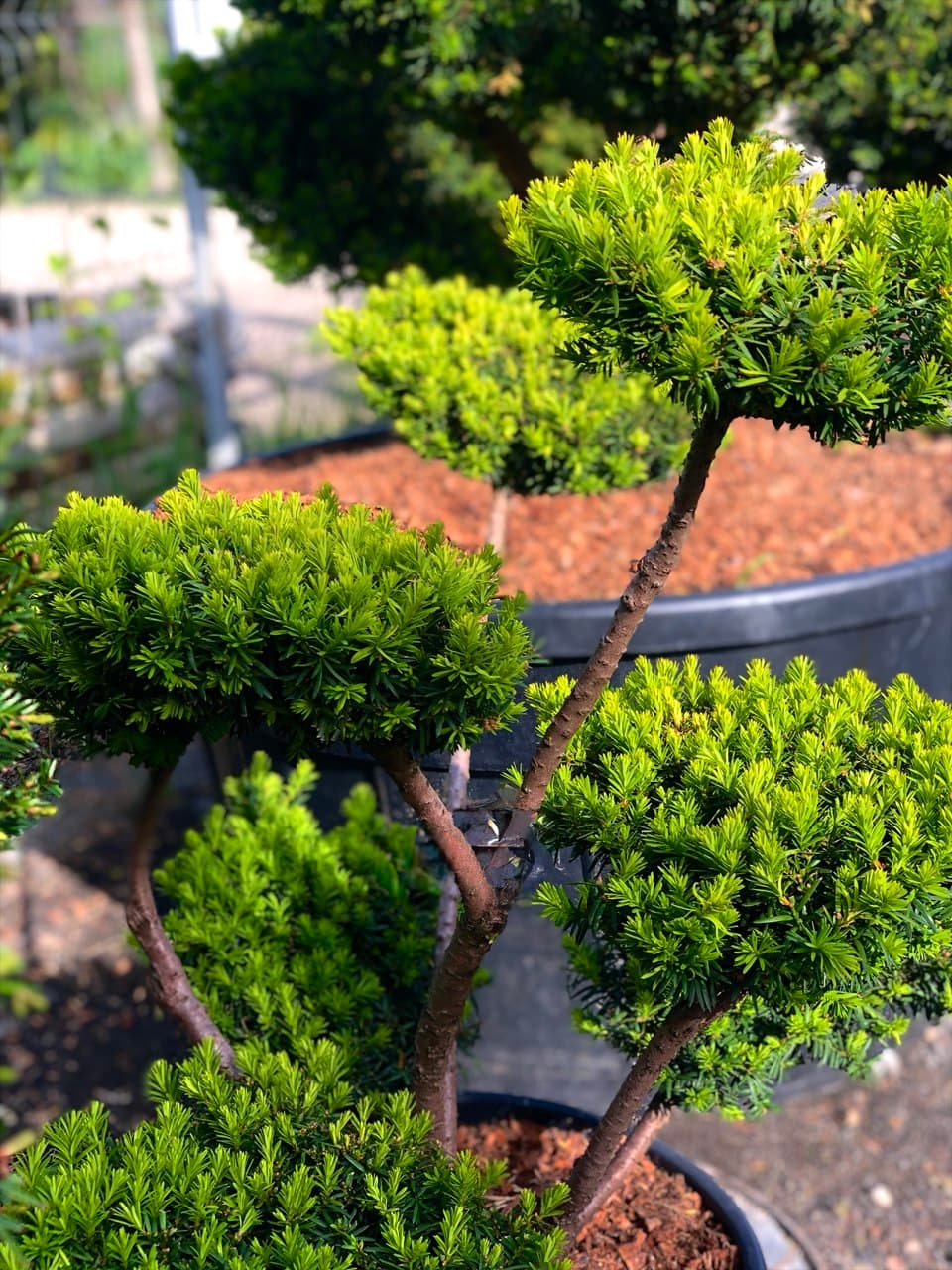 Taxus media ‘Farmen balls’