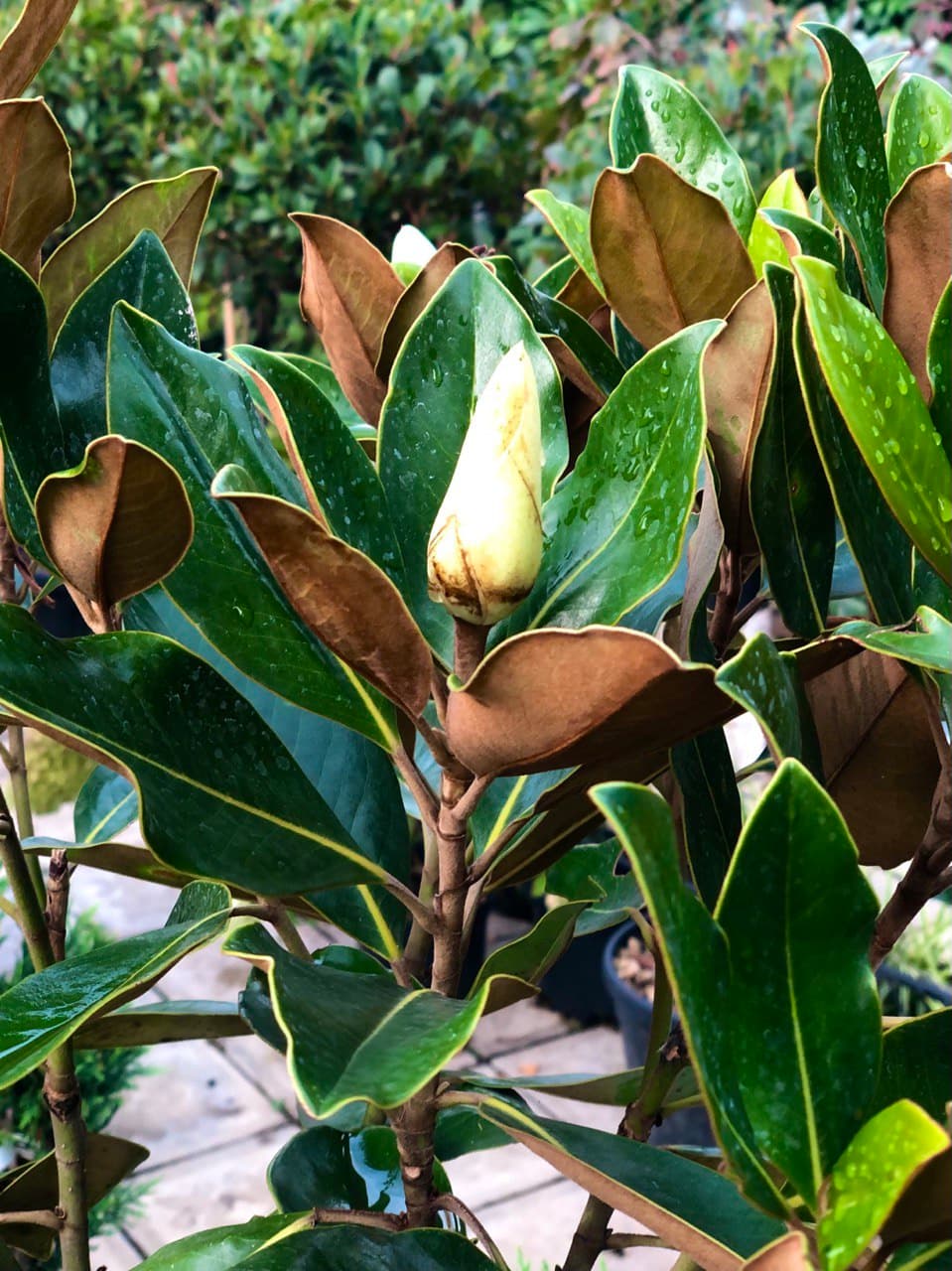 Magnolia ‘Little Gem’