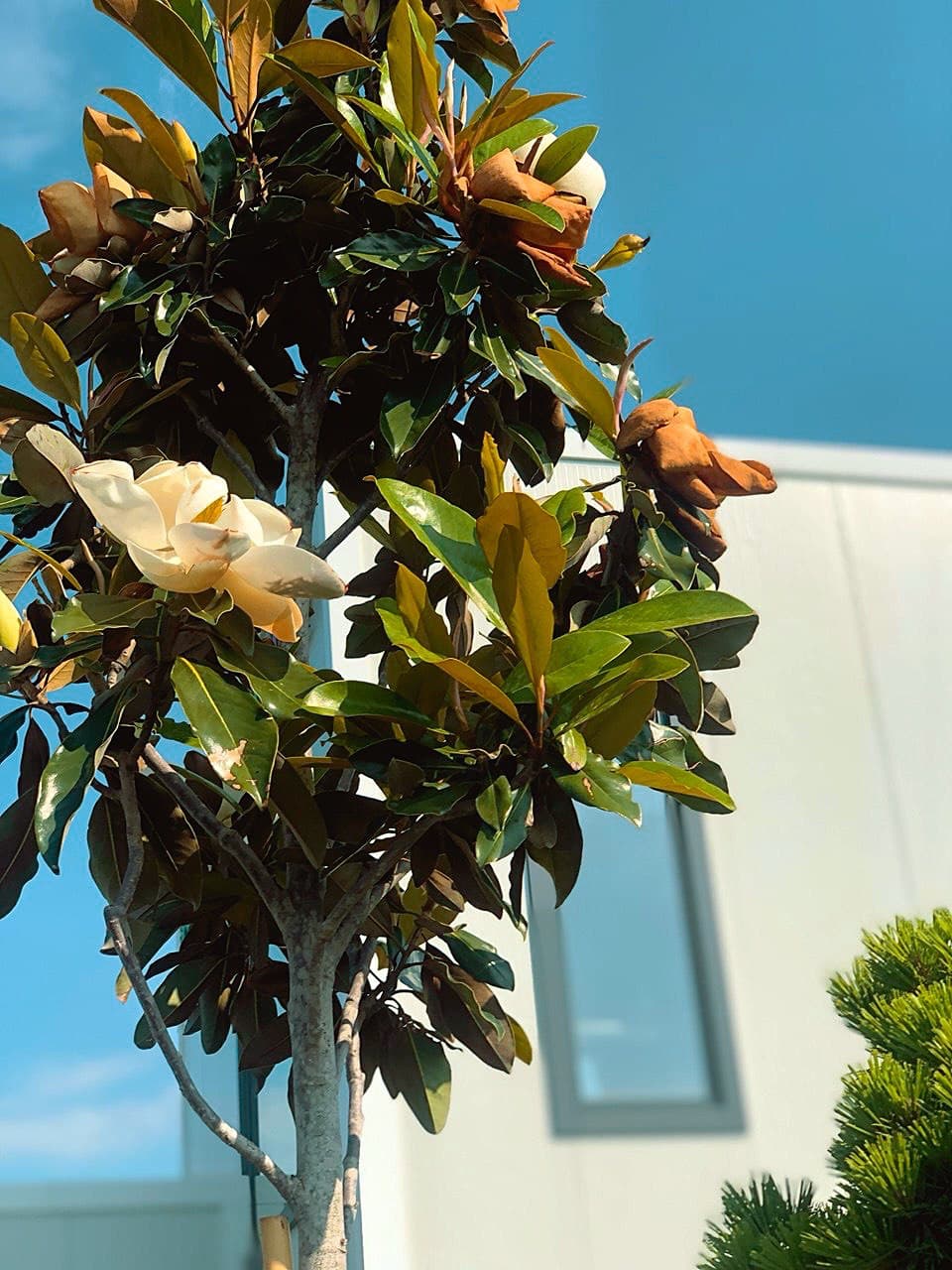 Magnolia grandiflora PA (pe trunchi)