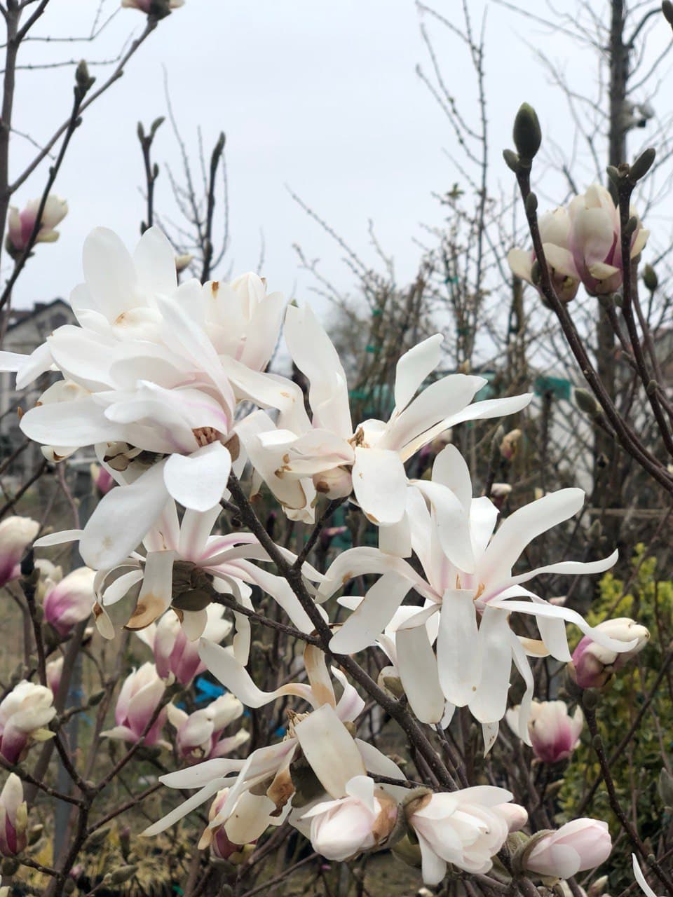 Magnolia stellata