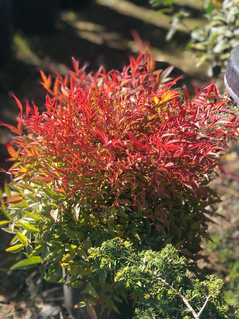 Nandina ‘Gulf Stream’