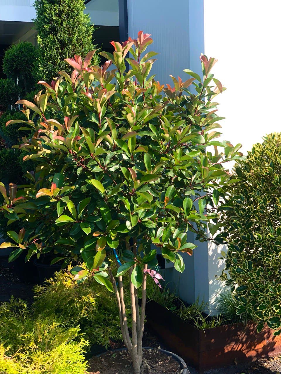 Photinia multitronco