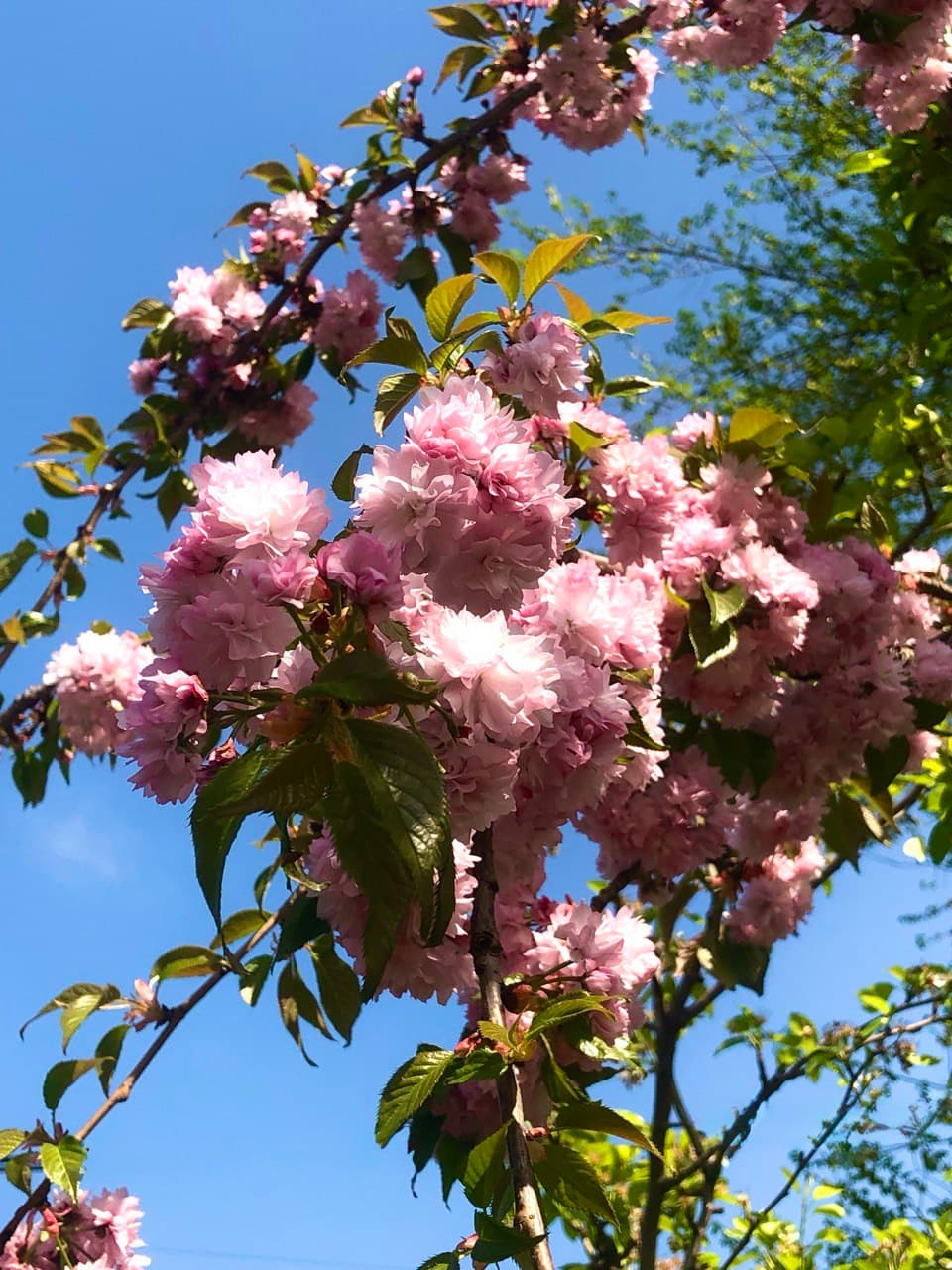 Prunus ‘Kanzan’