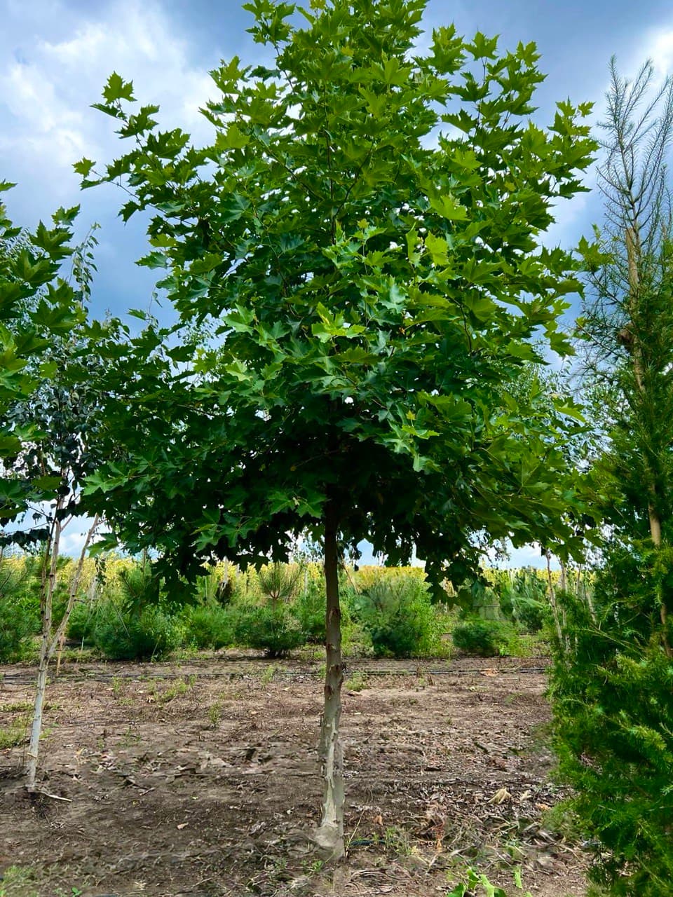 Platanul (Platanus)