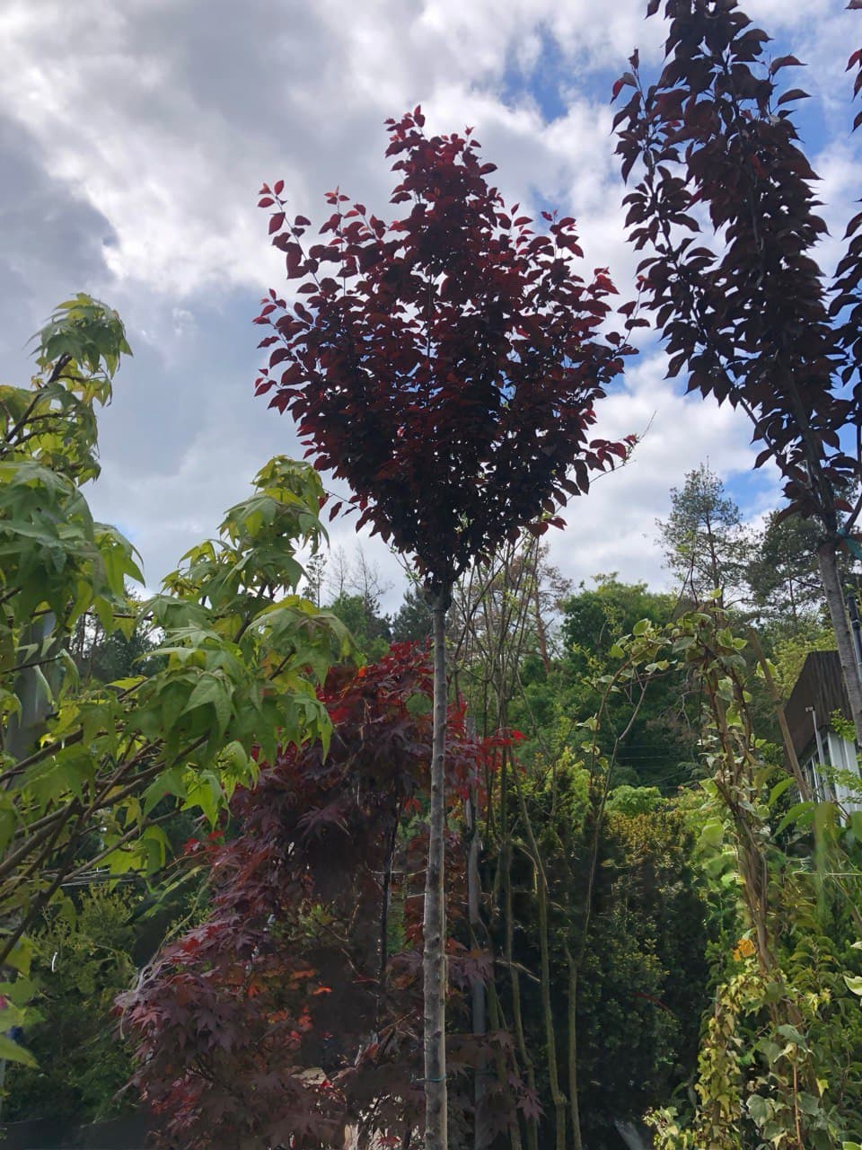 Prunus pissardii ‘Nigra’