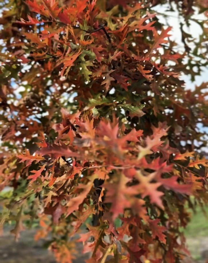 Quercus rubra
