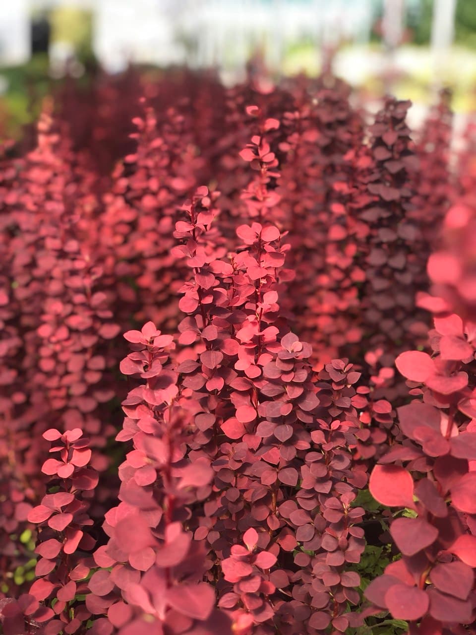 Berberis thunbergii