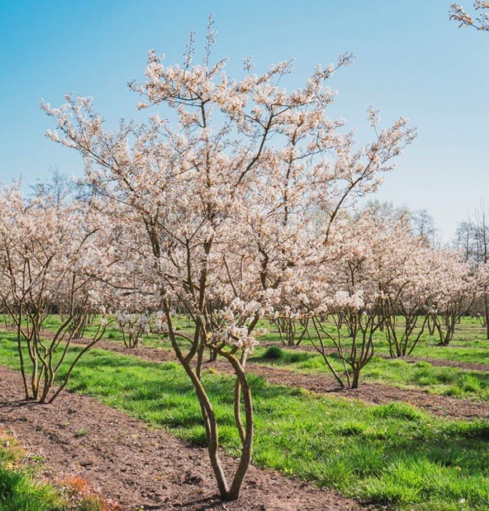 Amelanchier lamarckii