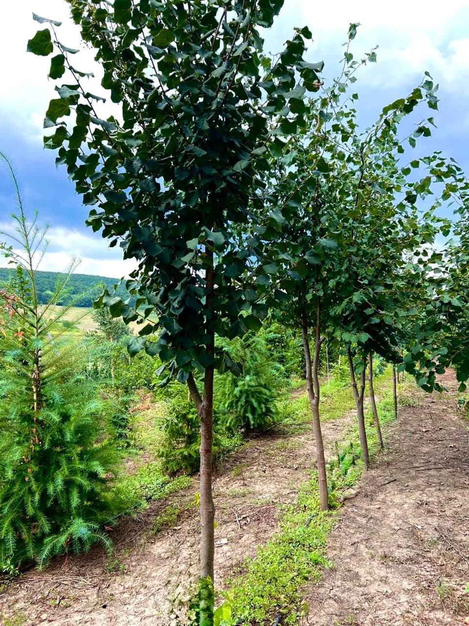 Tilia cordata