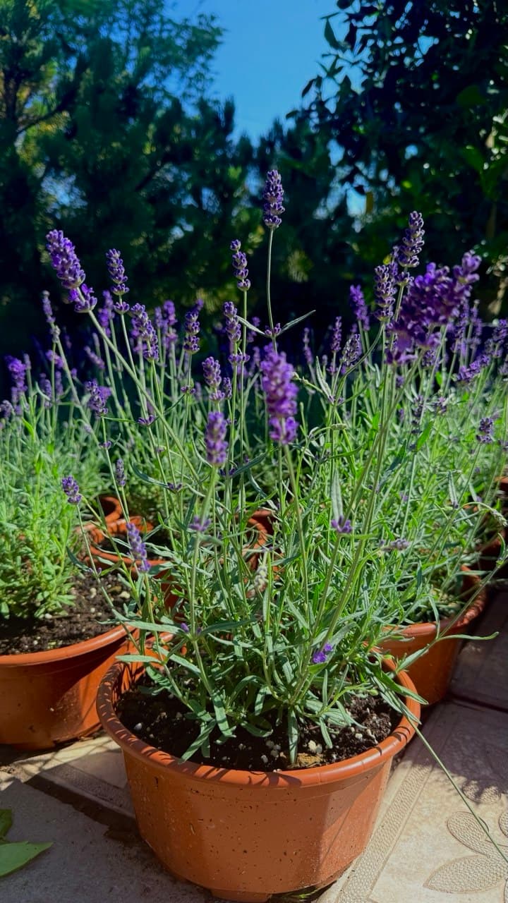 Lavandula ang. 'Hidcote'