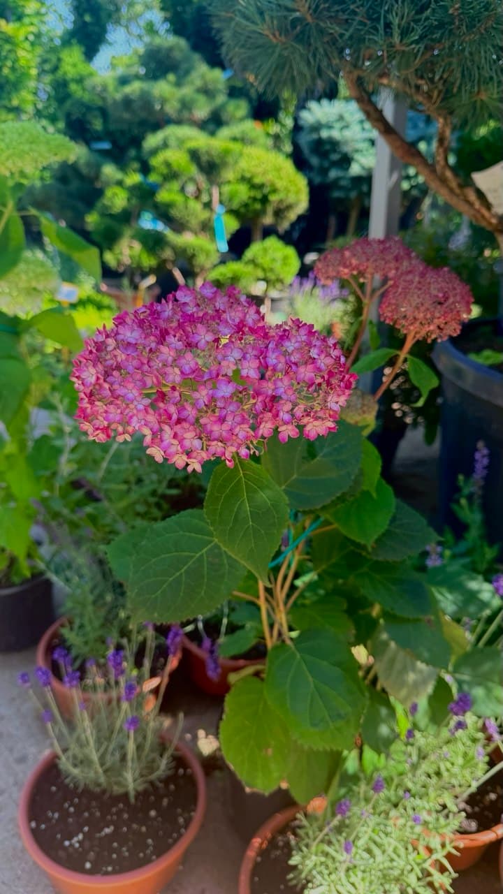 Hydrangea  'Pink Annabelle'