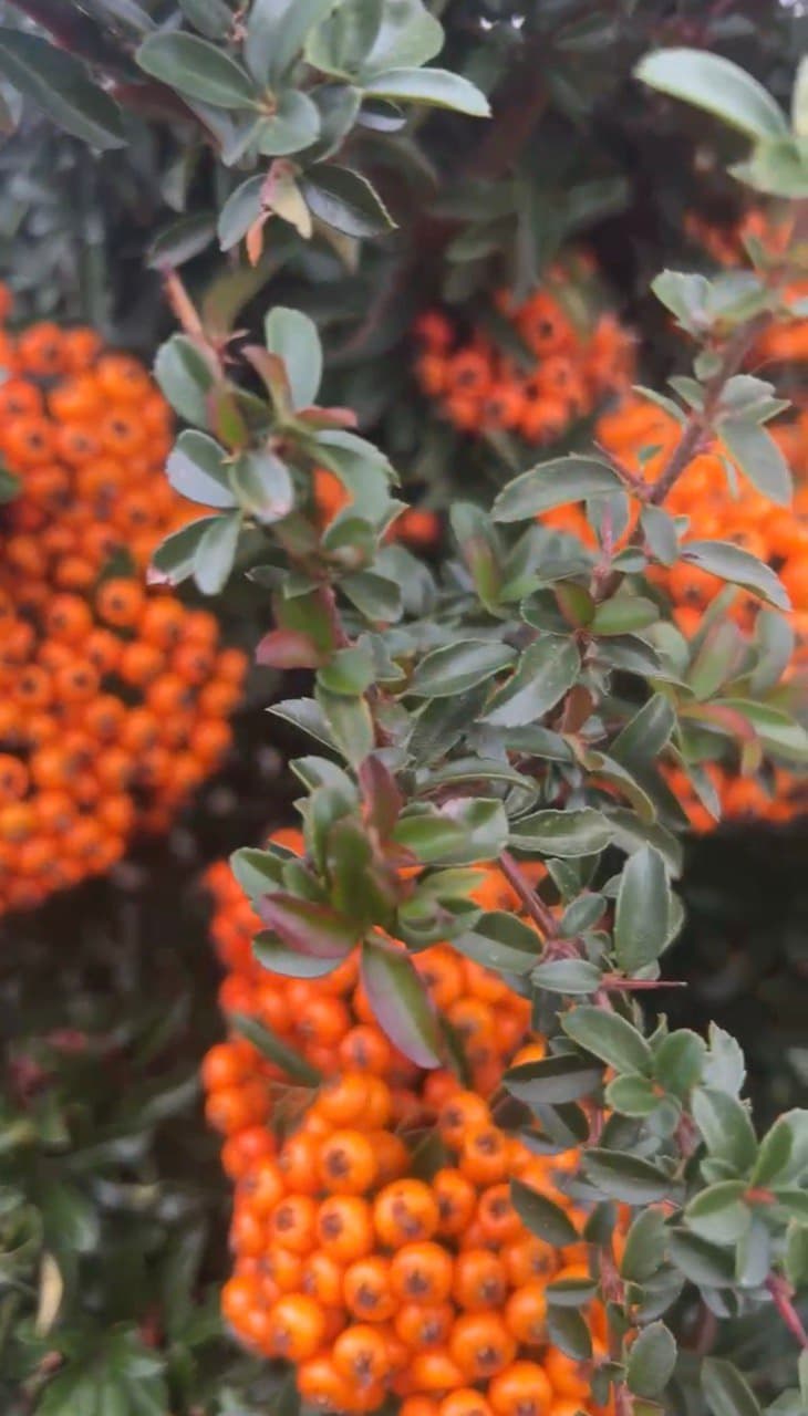 Pyracantha ‘Orange Glow’