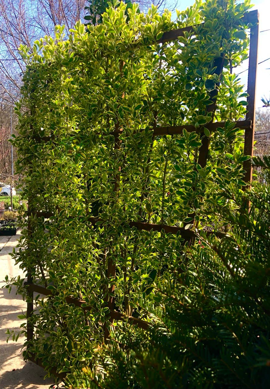 Euonymus ‘Bravo’ spalier
