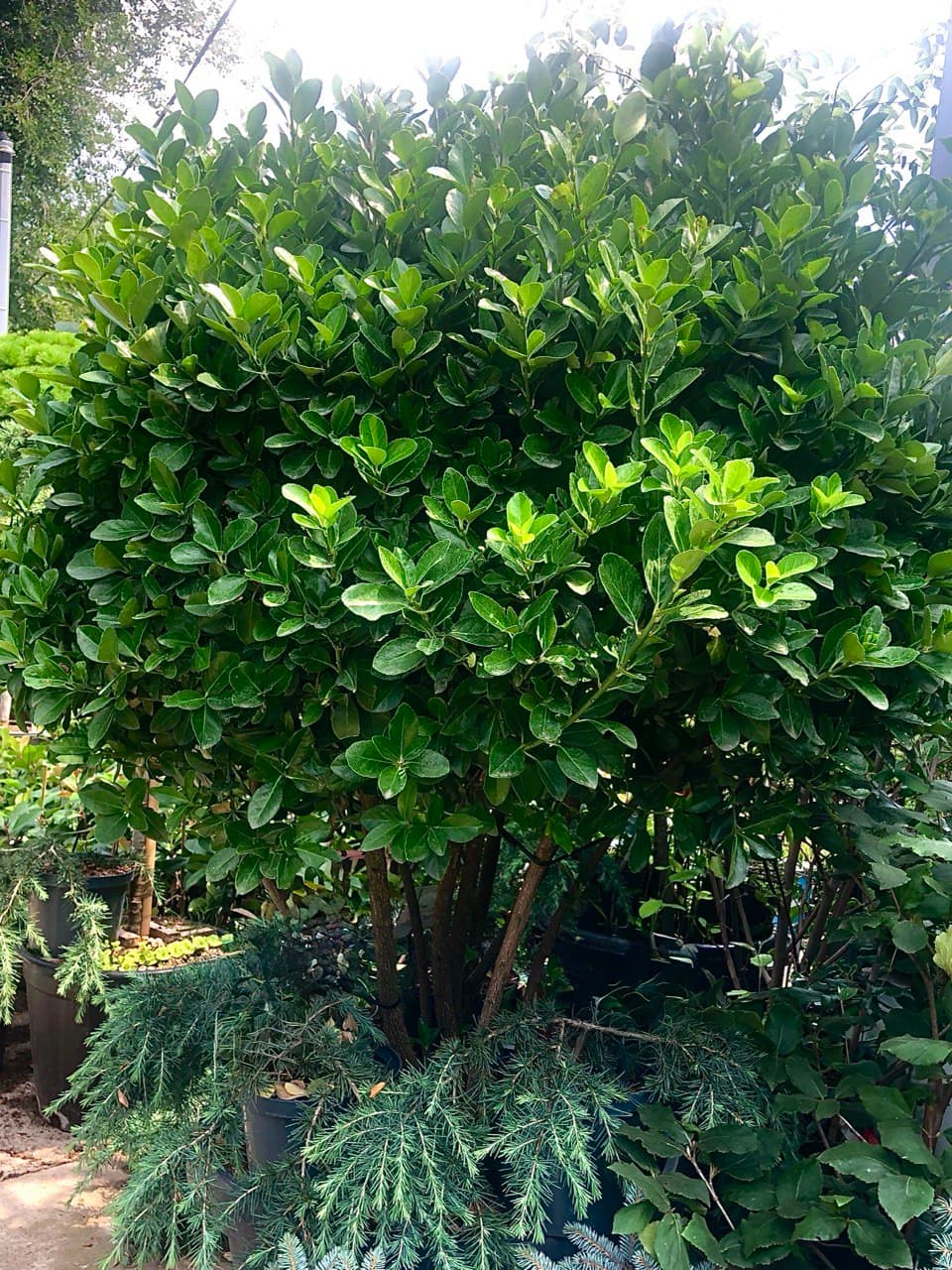Euonymus multitronco